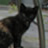 The Cat came back