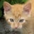 Cats - Drouwe and Droppie
