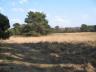 heide