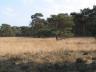 Heide