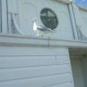 DSCF0733.JPG