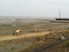 oerol-2012-247