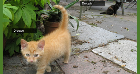 Onze katten, Drouwe en Droppie
